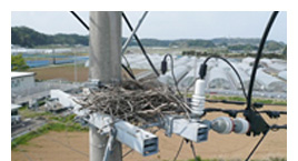 鳥の巣などを発見されたらご連絡を