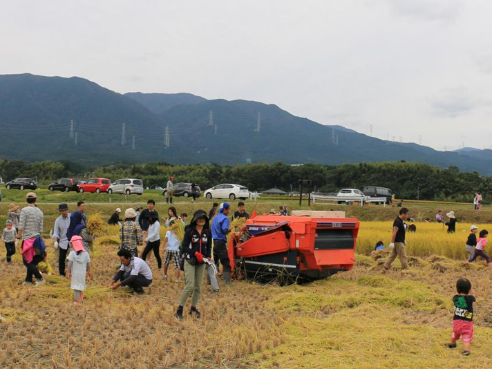 こがね色に染まった稲を収穫しました！の写真４