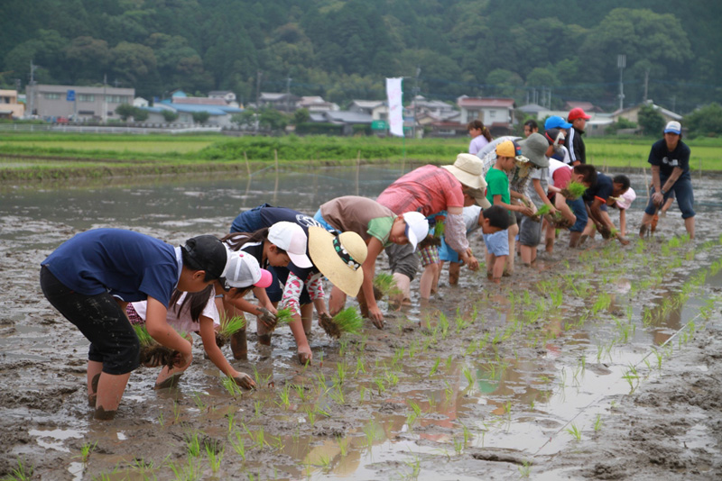 みんなでワイワイ、田植えを行ないましたの写真３