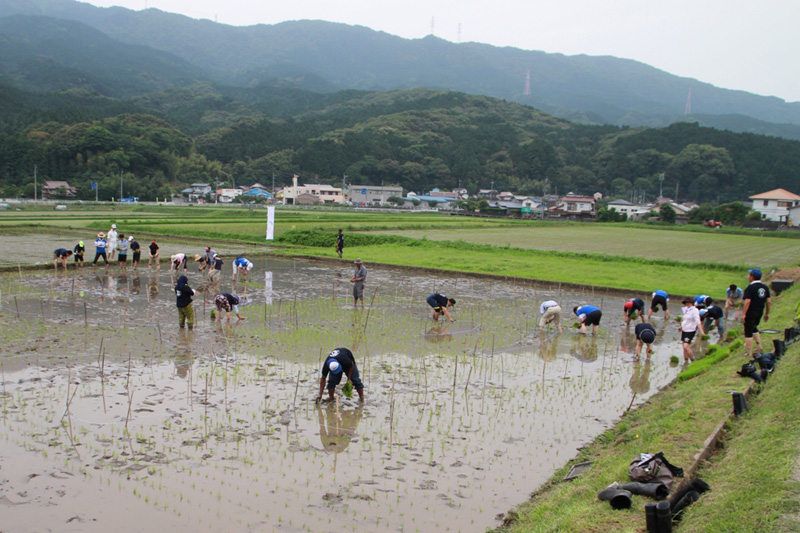 みんなでワイワイ、田植えを行ないましたの写真５
