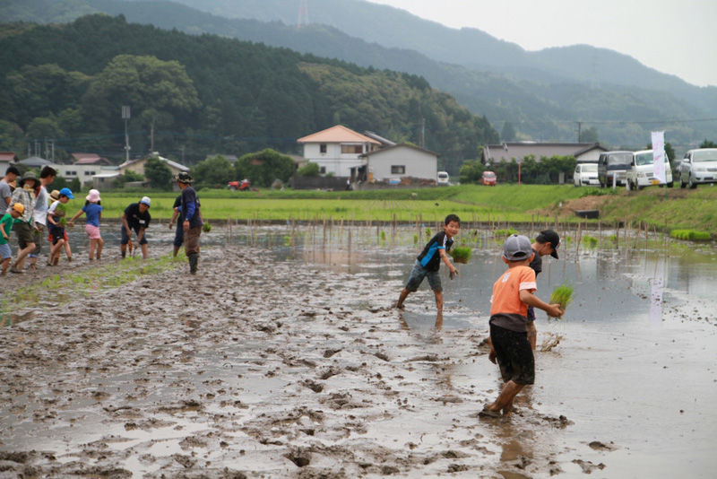 みんなでワイワイ、田植えを行ないましたの写真６