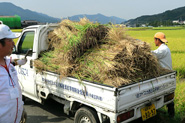 収穫したお米の写真