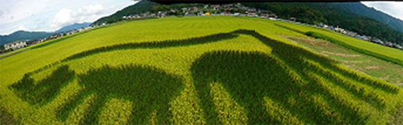 「田んぼアート」の全景の写真