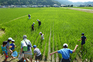 ６月に田植えした田んぼの写真１