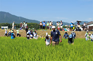 ６月に田植えした田んぼの写真２