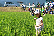 ６月に田植えした田んぼの写真３