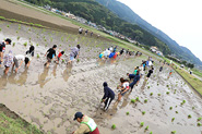 雨の田植えを楽しみました！の写真５