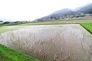 雨の田植えを楽しみました！の写真７