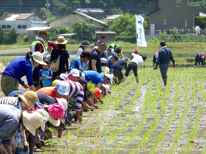 田植えの写真1