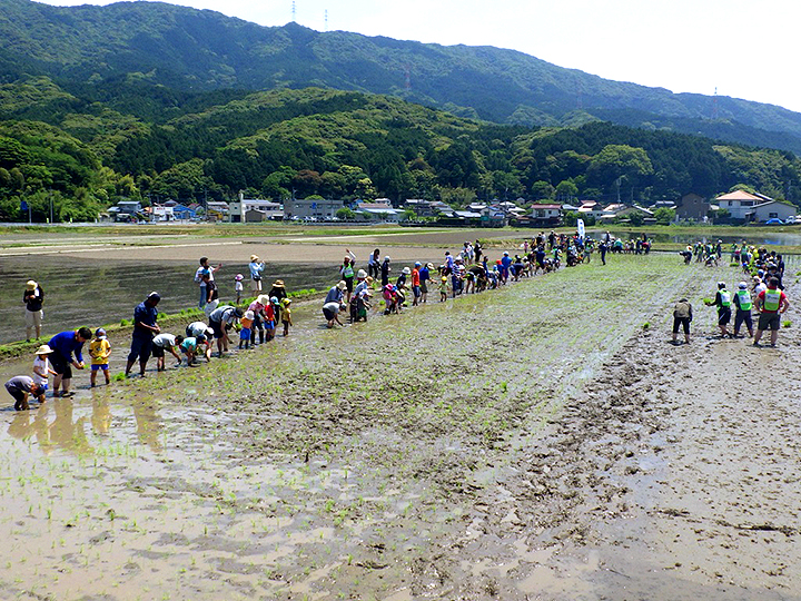 田植えの写真2
