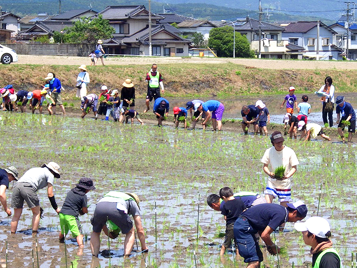 田植えの写真4