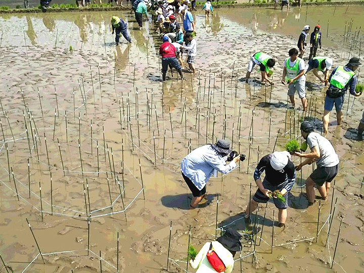 田植えの写真6