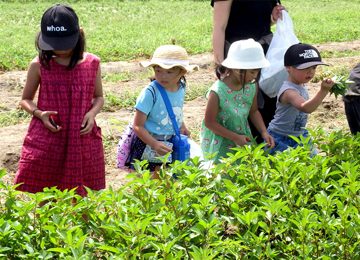 夏野菜収穫の写真1