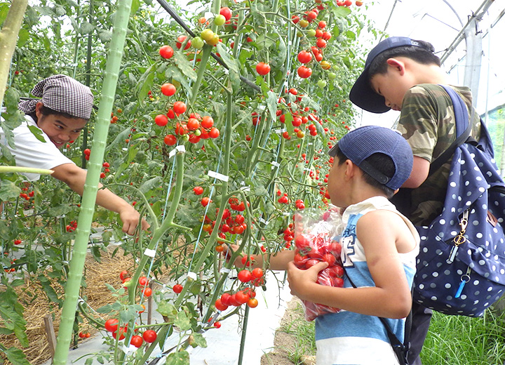 夏野菜収穫の写真2
