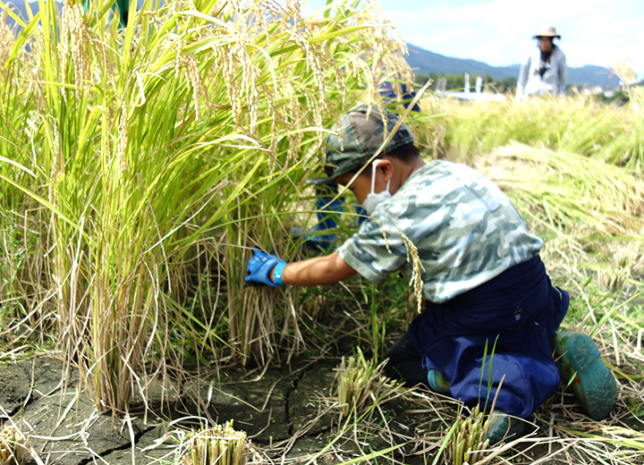 稲刈り体験の写真1