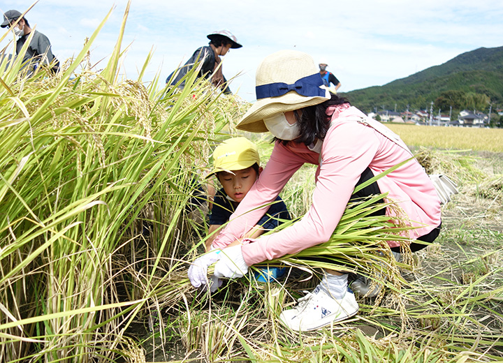 稲刈り体験の写真2