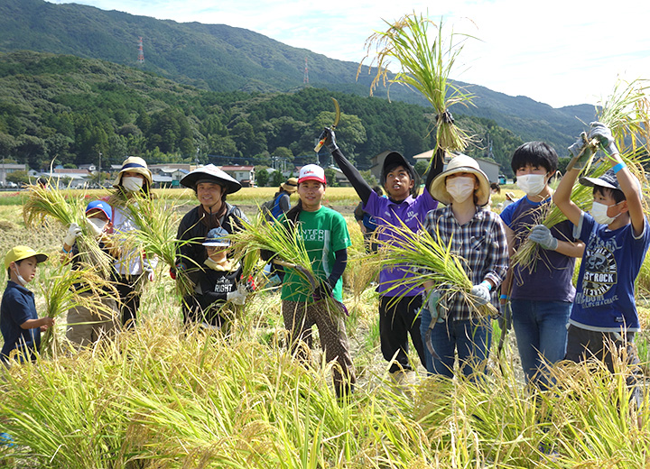 稲刈り体験の写真3