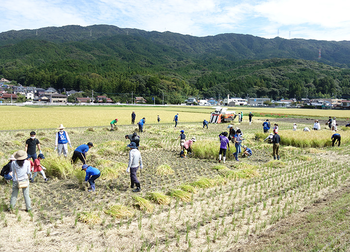 稲刈り体験の写真4