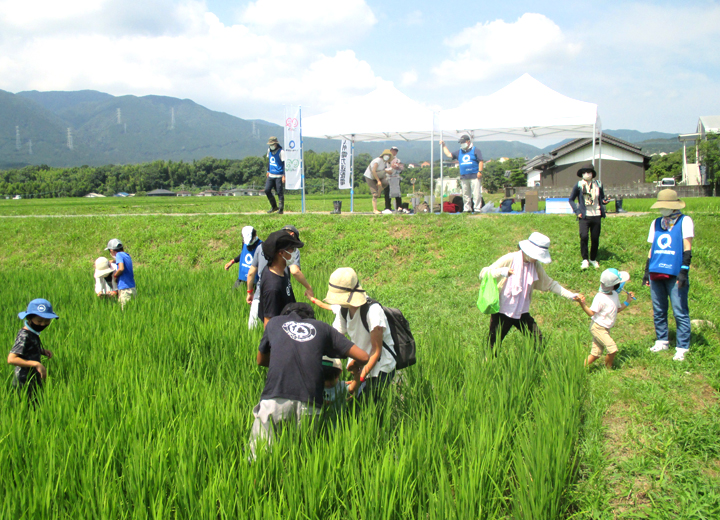 田んぼの散策の写真1