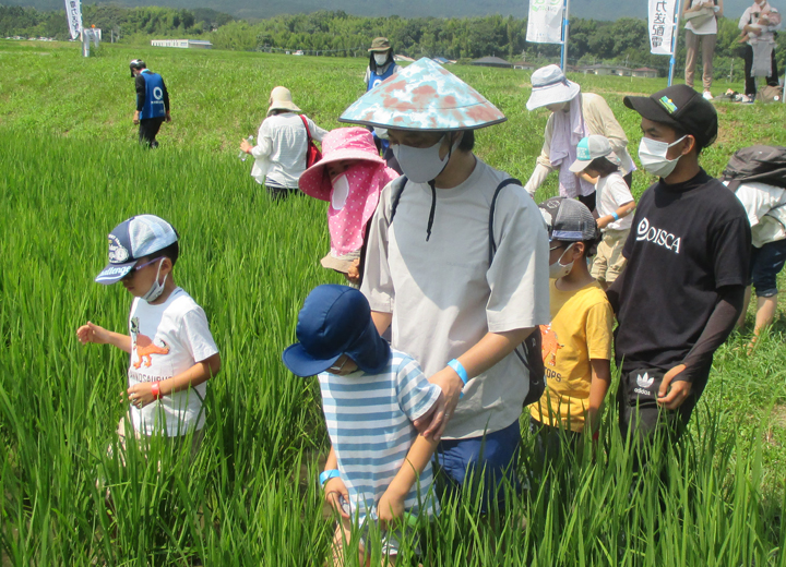 田んぼの散策の写真2