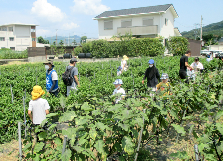 夏野菜収穫体験の写真1