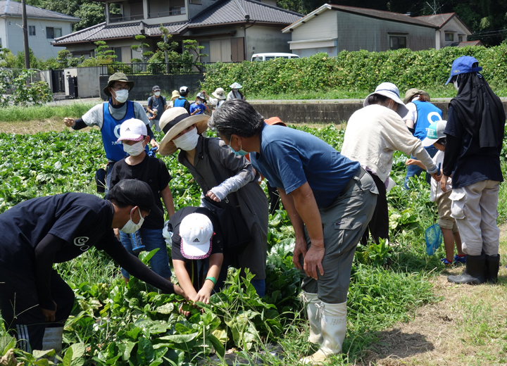 夏野菜収穫体験の写真2