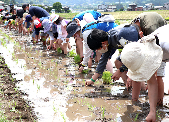 田植えの様子の写真1