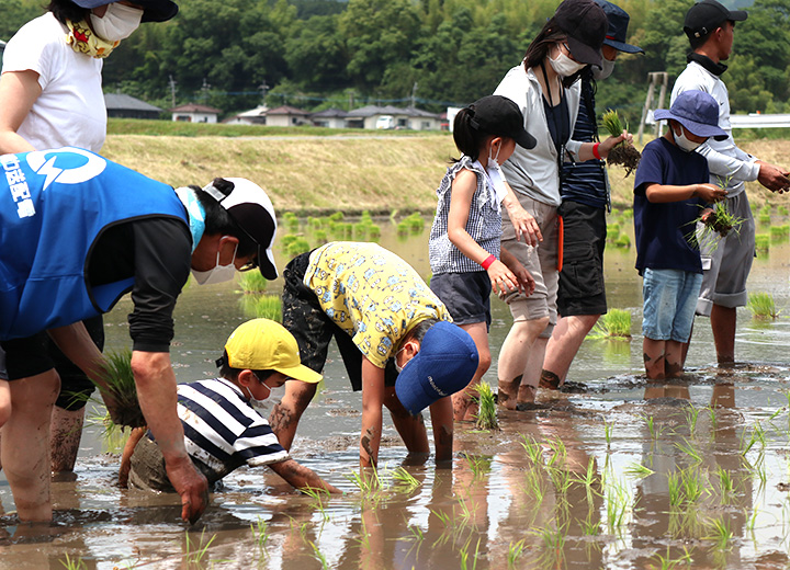 田植えの様子の写真2