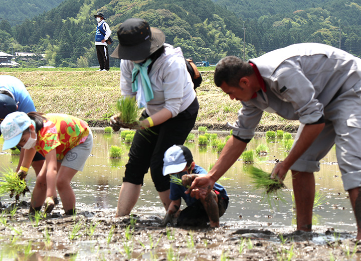 田植えの様子の写真3