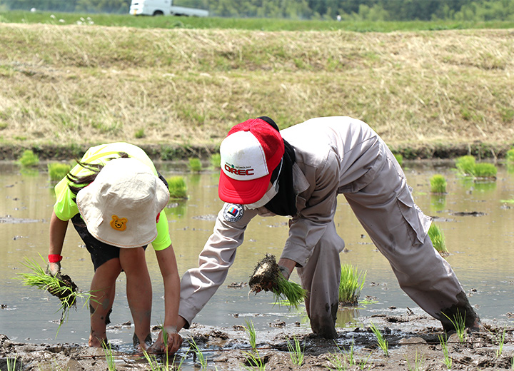 田植えの様子の写真4