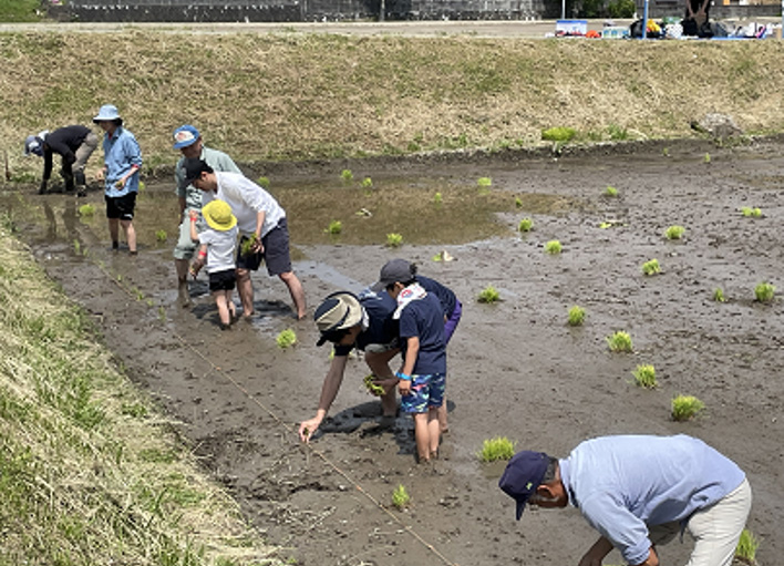 稲刈り体験の写真2