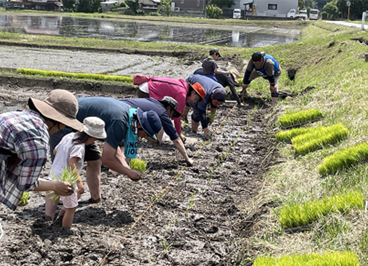 稲刈り体験の写真3