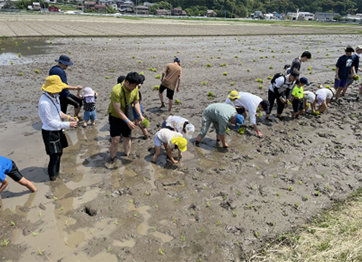 稲刈り体験の写真4