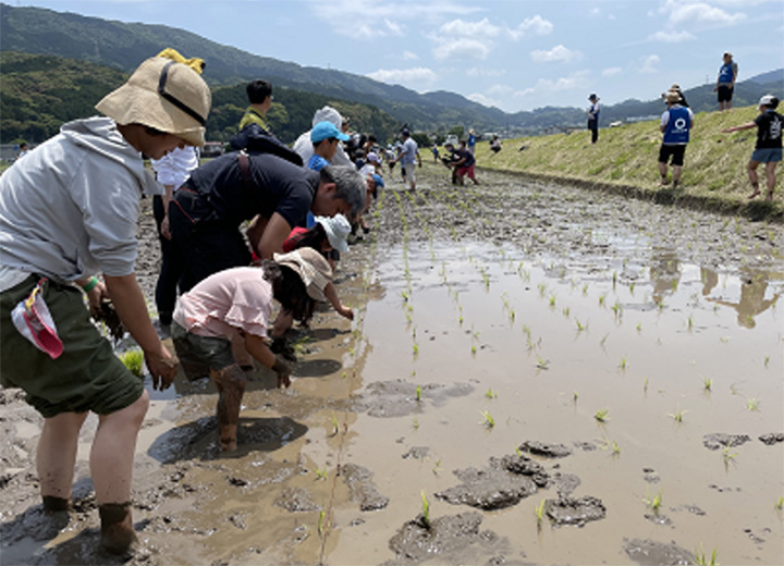 稲刈り体験の写真5