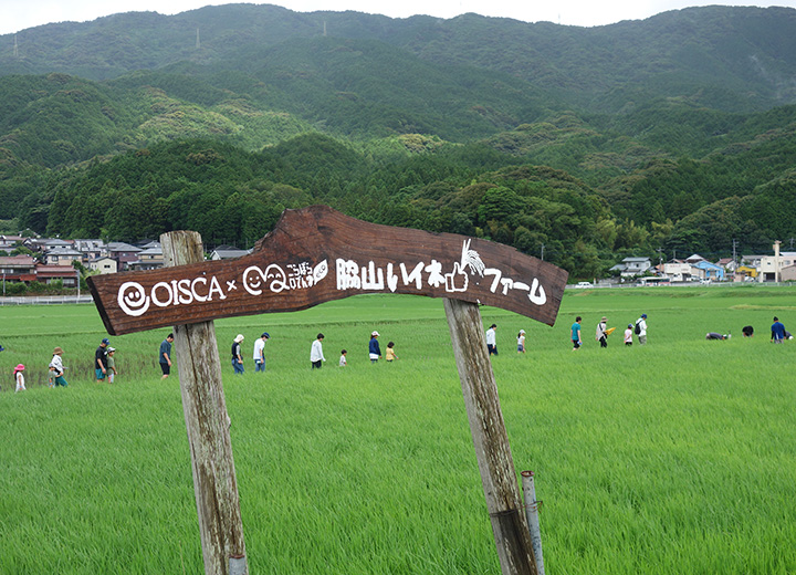 稲刈り体験の写真1