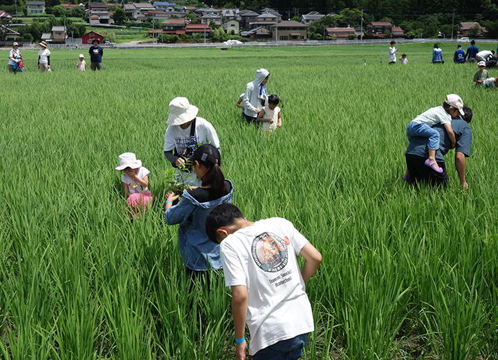 稲刈り体験の写真2