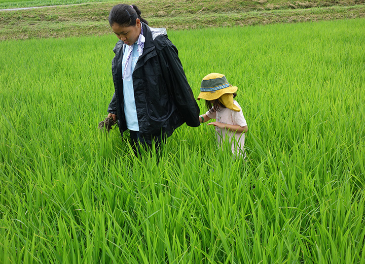 稲刈り体験の写真3