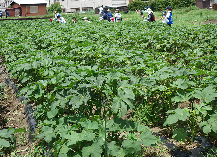夏野菜の収穫体験の写真4