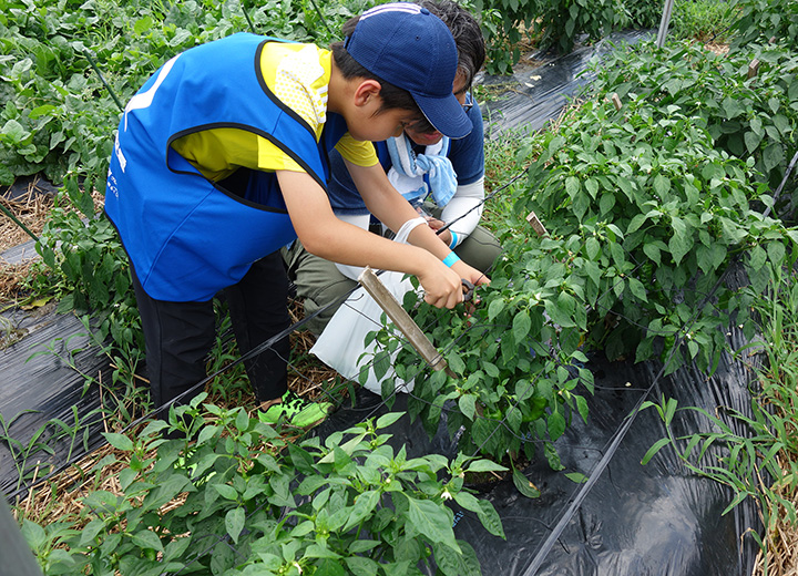 夏野菜の収穫体験の写真5