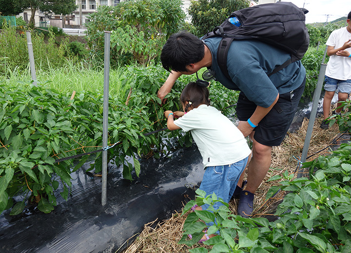 夏野菜の収穫体験の写真6