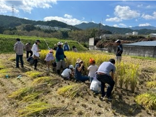 稲刈り体験の写真2