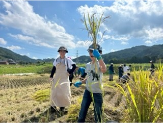 稲刈り体験の写真3