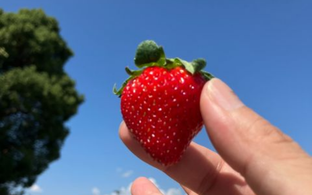 早期栽培したイチゴを初出荷しました