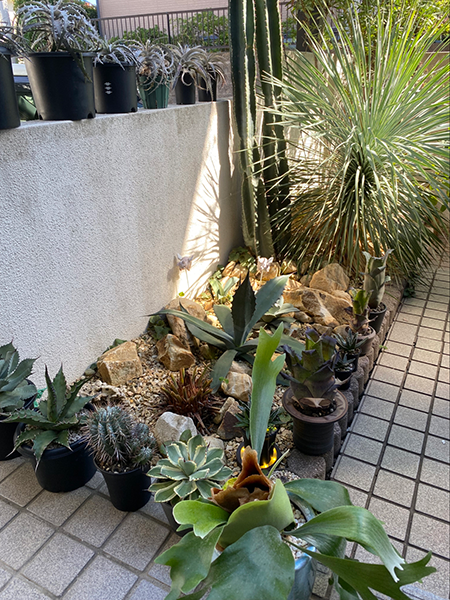 植物１