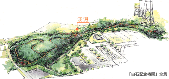白石記念椿園のイラスト