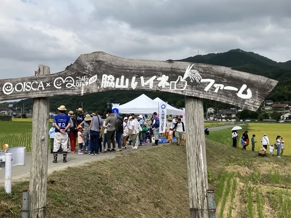 稲刈り体験③