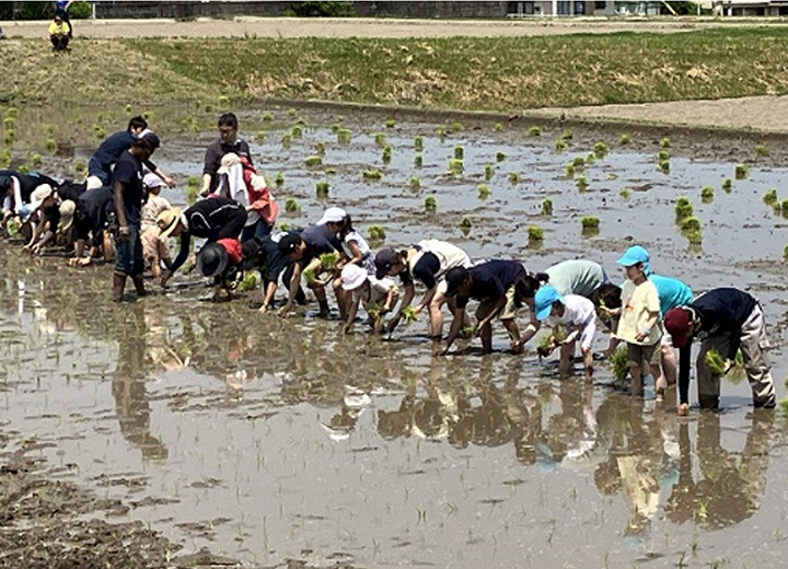 田植え体験の写真3 田植え体験の写真3