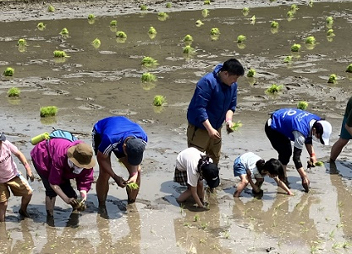田植え体験の写真4 田植え体験の写真4