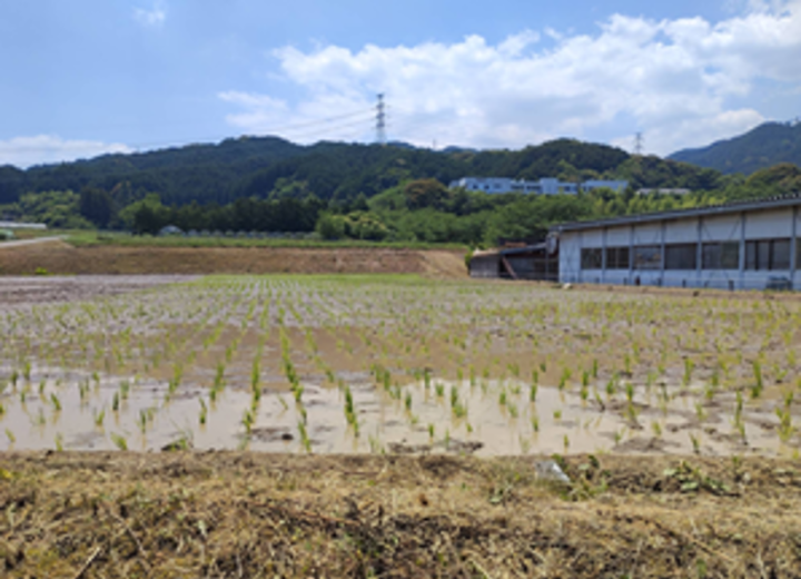 田植え体験の写真5 田植え体験の写真5