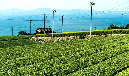 九州の新茶を味わいませんか？の写真